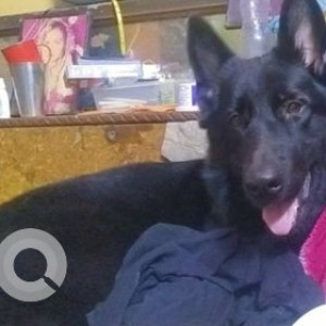 Black Female German shepherd Dog is Missing from Than Singh Nagar, Anand Parbat