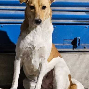 Missing: White-Brown Mix Female Indie Dog from Kestopur, Kolkata