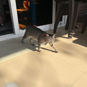 Missing: White and Grey Female Indie Cat from D8 Park Sector 15 Rohini Delhi-3