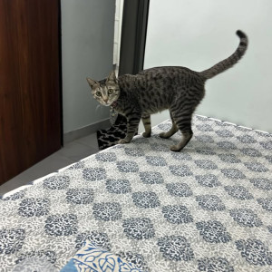 Missing: White and Grey Female Indie Cat from D8 Park Sector 15 Rohini Delhi-2