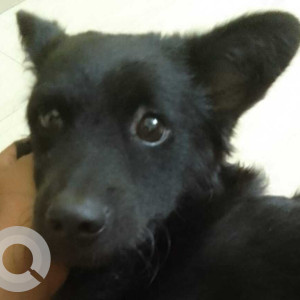 Missing: Black Female Indian spits Dog from Jhalupara, silchar, Assam