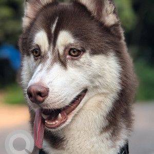 Missing: White and Grey Male Husky Dog from Vidyanagar, Hyderabad