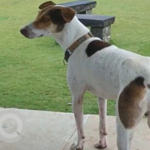 A White-Brown Mix Indie Dog Missing from Netaji Bazar, Netaji Bazar-2