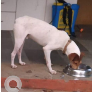 A White-Brown Mix Indie Dog Missing from Netaji Bazar, Netaji Bazar-3