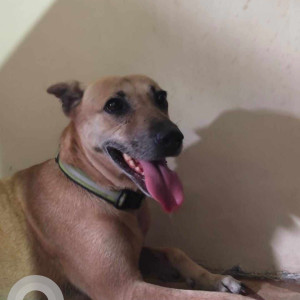 Missing: Brown Female Indie Dog from Swargate area