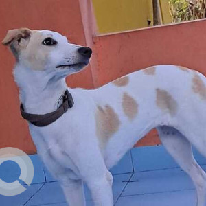 Missing: White-Brown Mix Female Indie Dog from Sri Kapaleeawarar Nagar, Neelangarai-2