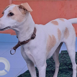 Missing: White-Brown Mix Female Indie Dog from Sri Kapaleeawarar Nagar, Neelangarai-3