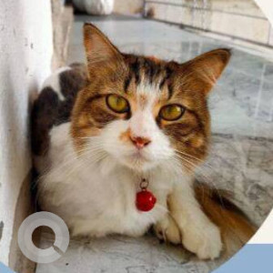 Missing: White-Brown Mix Female Calico Cat from Belapur, Sun City,  CHS Limited