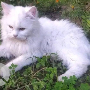 Missing: White Male Persian Cat from Nirmal Block- b Rishikesh, Uttarakhand