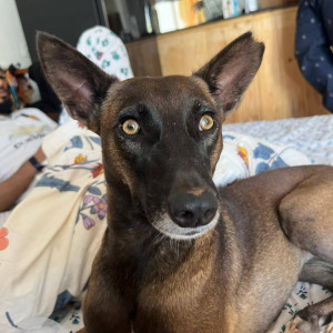 Missing: Black and Brown Female Indie Dog from Novotel entrance towards Bosio hospital-2