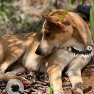 Missing: White-Brown Mix Female Indie Dog from Arambol