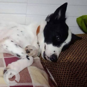 Missing: Black and White Male Indie Dog from Almeida compound, Pratiksha nagar no. 1, near Maratha hotel, Sion koliwada, Mumbai-2