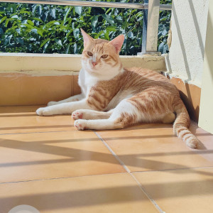 Missing: White-Brown Mix Male Indie Cat from D-mart, Varthur Road, Siddapura-2