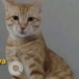 A White-Brown Mix Ginger Cat Missing from Kammanahalli, Bengaluru