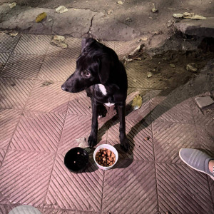 Missing: Black and White Male Indie Dog from Raheja Garden society , Wanowrie-2
