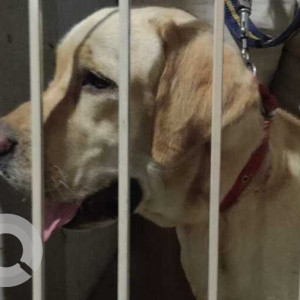 Found: White Male Labrador Dog from Bollarum, Hyderabad