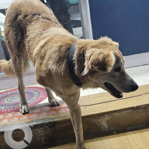 Found: Brown Male Indie Dog from Shinde Chhatri-2