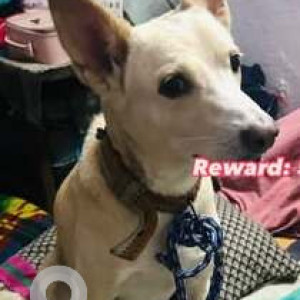 Missing: White-Brown Mix Male Indie Dog from Dwarka Sector 11, Delhi-2