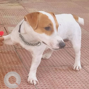 Missing: White-Brown Mix Female Beagle Dog from Ravindranagar colony Road no. 2 Nagaram