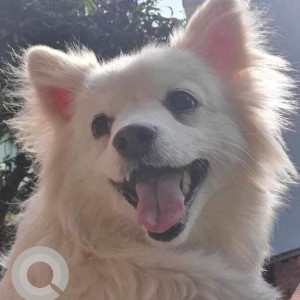 Missing: White Female Pomeranian Dog from KU campus/ Mandir chowk - Lagenkhel