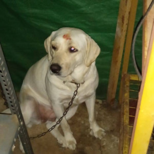 A White Labrador Dog Missing from Kodihalli, Bengaluru
