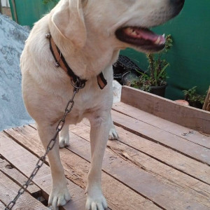 A White Labrador Dog Missing from Kodihalli, Bengaluru-2