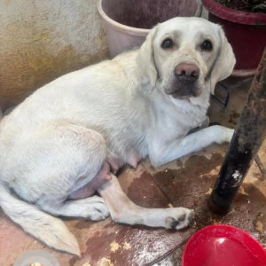 Found: White Female Labrador Dog from New Thippasandra