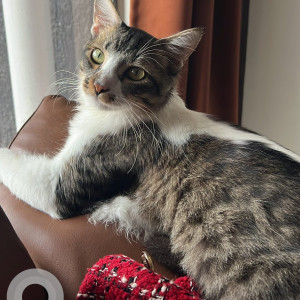 A White and Grey Calico mix Cat Missing from Sus, Pune