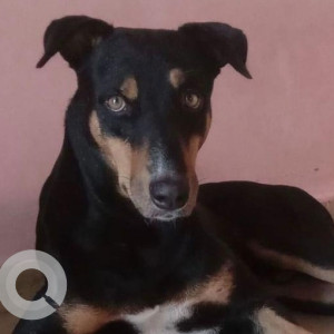 Missing: Black and Brown Male Indie Dog from Cholanayakanahalli, Hebbal