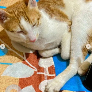 A White-Brown Mix Indie Cat Missing from Vimanapura, Bengaluru