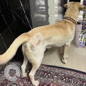 A Golden Labrador Dog Found from Sector 10, Gurugram-2