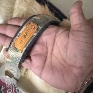 A Golden Labrador Dog Found from Sector 10, Gurugram-3