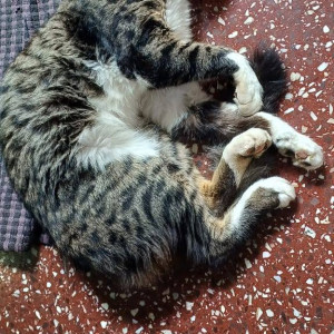 Missing: White and Grey Male Indie Cat from Mauji cafe, Bhosale nagar (oppo h2o parlour)-2