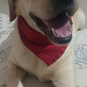 Missing: White Male Labrador Dog from Sanskriti International School, Kondapur, Hyderabad-4