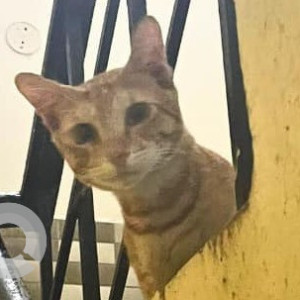 Missing: Orange Male Indie Cat from Anna Nagar, V Block