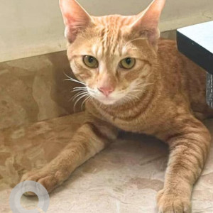 Missing: Orange Male Indie Cat from Anna Nagar, V Block-2