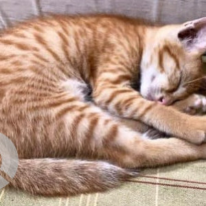 Missing: Orange Male Indie Cat from Anna Nagar, V Block-3