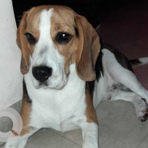 Missing: White-Brown Mix Male Beagle Dog from Sector 77, Mohali-2