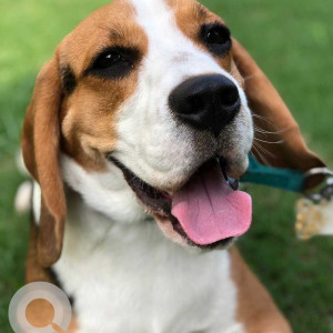 Missing: White-Brown Mix Male Beagle Dog from Sector 77, Mohali-3