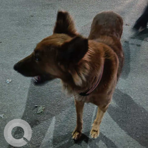 Dog is found near Madivala petrol bunk-2