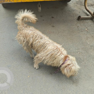 A Golden Sapsali Dog Found from Railway Colony, Bengaluru-2