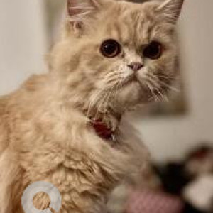 Missing: Orange Female Persian Cat from Chitrakoot, Jaipur