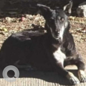 Missing: Black and White Female Indie Dog from Mahadev shopie, Pooja complex, Behind Vaibhav Theatre, Hadapsar