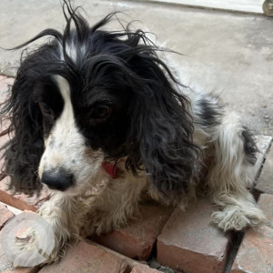 Found: Black and White Female Cocker Spaniel Dog from Bhainsepati Awash,Lalitpur-3