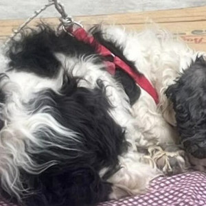 Found: Black and White Female Cocker Spaniel Dog from Bhainsepati Awash,Lalitpur-2