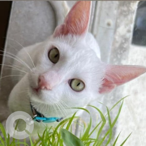 Missing: White Male Indie Cat from Cadel road, Mahim west-2