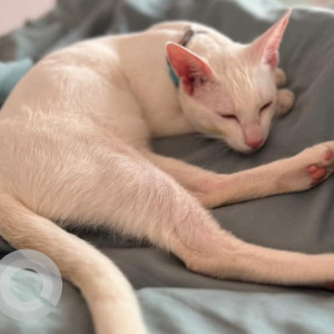 Missing: White Male Indie Cat from Cadel road, Mahim west-3