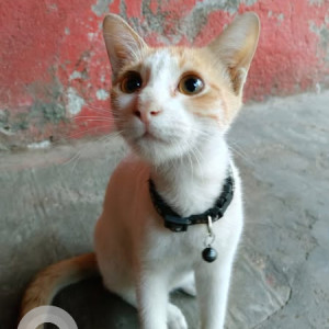 Missing: White-Brown Mix Male Indie Cat from Mahim West
