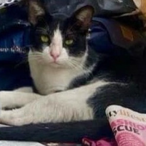 Missing: Black and White Male Indie Cat from Walkeshwar - Malabar Hills