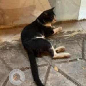 Missing: Black and White Male Indie Cat from Walkeshwar - Malabar Hills-2